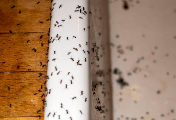 Best Insect Control  in Palmyra, NJ