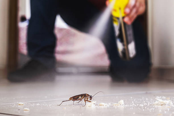 Insect Control in Palmyra, NJ
