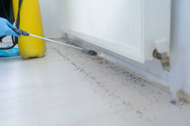 Best Flea Control Services  in Palmyra, NJ