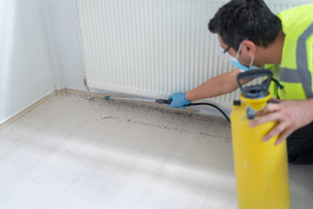 Wasp Removal Services in Palmyra, NJ